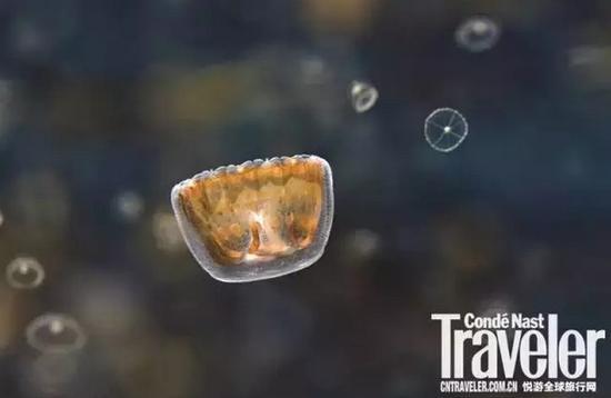 珍稀水母