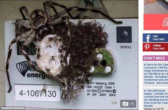 狼蛛占据电表箱为巢。(图/翻摄自《每日邮报》)