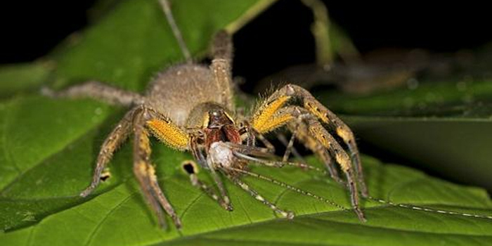 蜘蛛毒液可制成伟哥替代品:勃起时间长副作用小