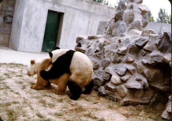 棕色熊猫“丹丹”与“弯弯”喜结良缘。丹丹生下3只正常颜色的后代,不过都不幸夭折