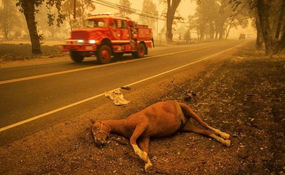 太惨!美国加州山火肆虐 马匹被烤惨死在路边_