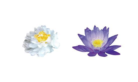 成分图:茶树花、睡莲