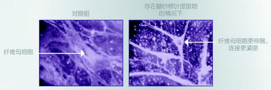 荧光显微镜下的髓桫椤叶提取物对纤维母细胞活性的影响