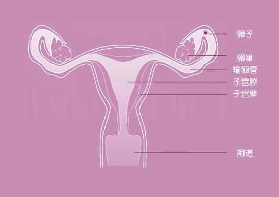 女性生殖系统示意图 (绘图 周艺珣)