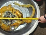 蓉男沱江钓起怪物续:值钱得很