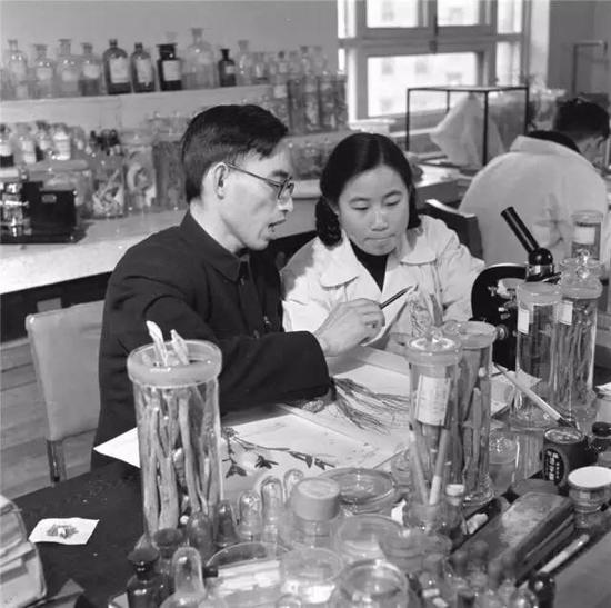 这是20世纪50年代,在中医研究院中药研究所任研究实习员的屠呦呦(前右)与老师楼之岑副教授一起研究中药。新华社发