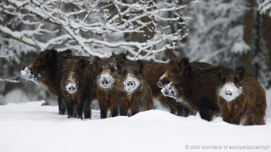 爱沙尼亚冰天雪地中的野猪。