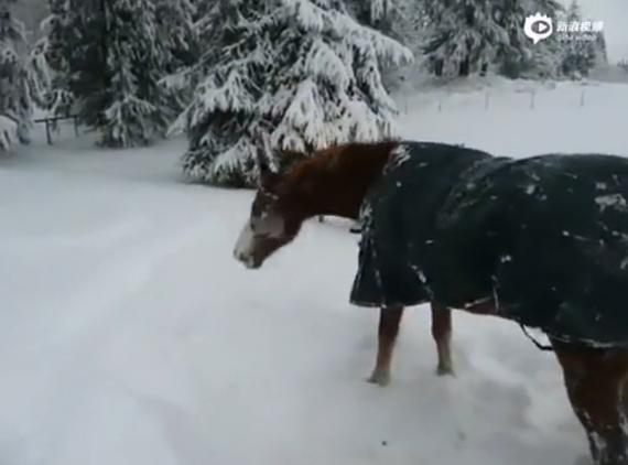 爱上玩雪的马儿