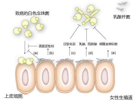在女性生殖道,乳酸杆菌通过竞争结合位点,分泌表面活性剂降低白色念珠菌(一种人体条件致病菌,可引起阴道炎等疾病)的粘附,其分泌的过氧化氢、乳酸和脂肪酸抑制白色念珠菌的增殖及扩张菌丝的形成,细菌素类似物可以抑制白色念珠菌的生长。