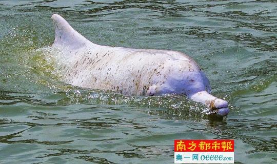10月22日上午11时41分,白海豚在广州珠江西航道江面上向佛山黄岐方向游去,没过高架桥,又折返游回广州方向。