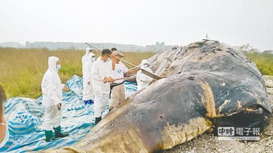 成功大学海洋生物暨鲸豚研究中心主任王建平连续2天率研究团队及志工,解剖抹香鲸尸体。