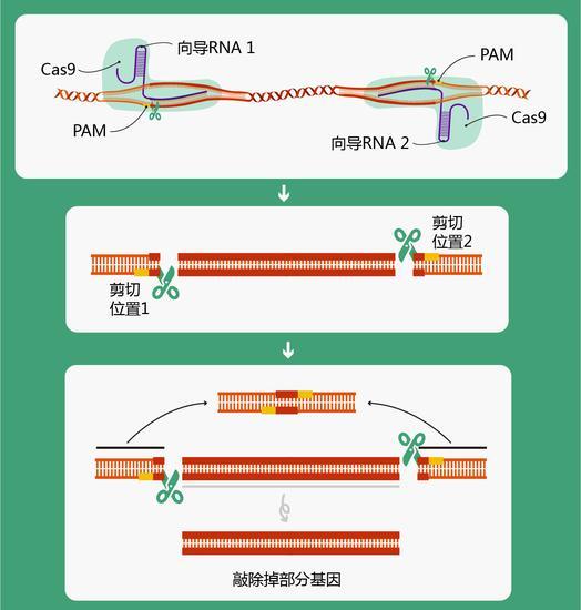 图2 CRISPR/Cas9技术敲除掉部分基因原理图(绘图 肖媛)