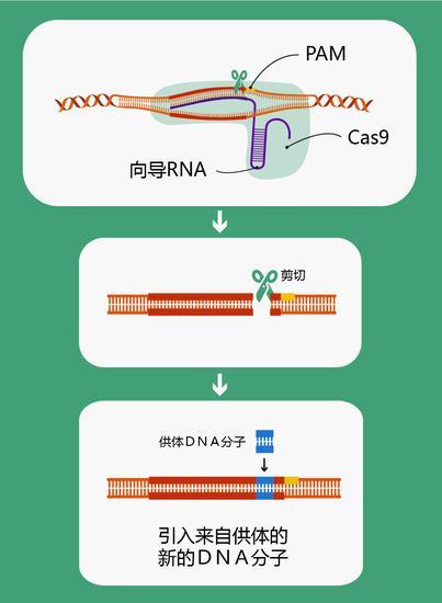 图3 CRISPR/Cas9技术插入新基因原理图(绘图 肖媛)