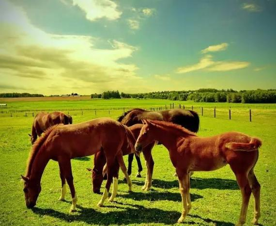 马儿为何需要大量食草?浅析其生理构造可得答案_马术_新浪竞技风暴_新浪网