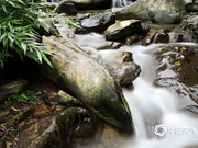 广西凌云溪石密林相映成趣美轮美奂