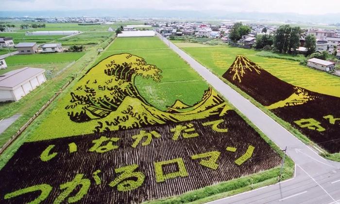 未解之谜：日本村庄惊现二次元稻田！