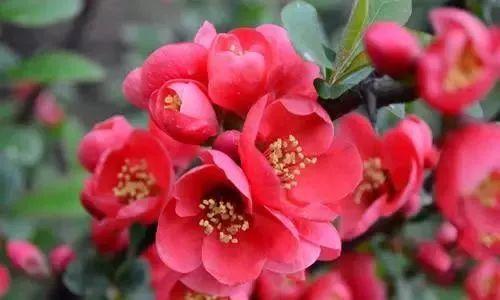 德州“花痴”模式马上开启,周边赏花攻略在此……所有的春天都在这里！