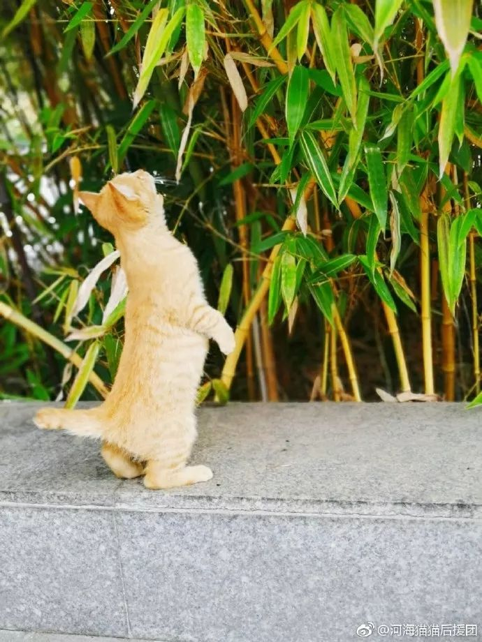 一周热点！新津花源后街有啥好玩？年轻人超爱去的隐藏玩法和休闲地全揭晓