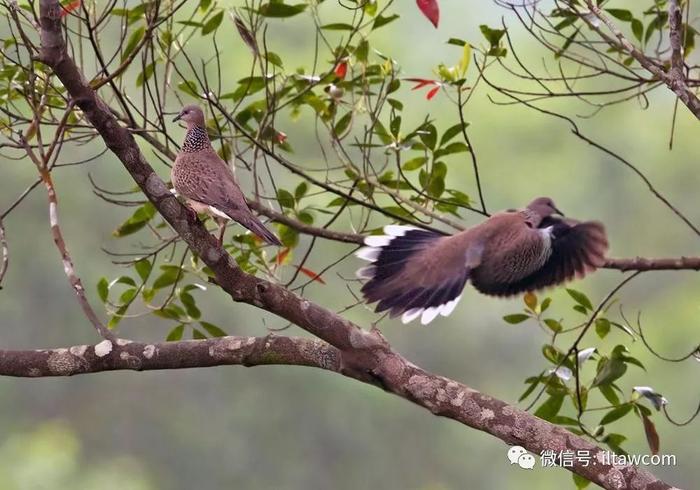 “咕咕”在我们身边的小野鸽-珠颈斑鸠