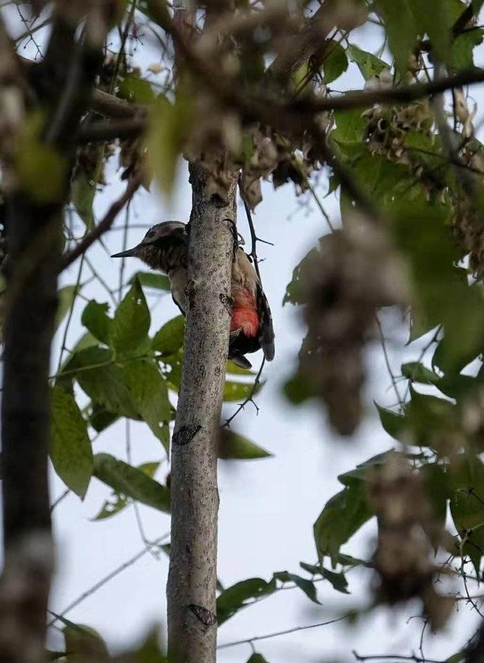 快看！一只啄木鸟扒在树上捉虫