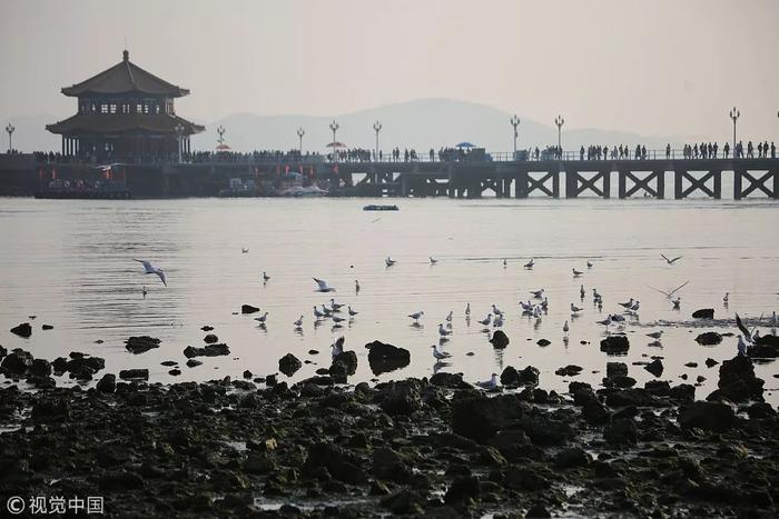 海鸥回来了！青岛最全赏“鸥”攻略奉上！附地点