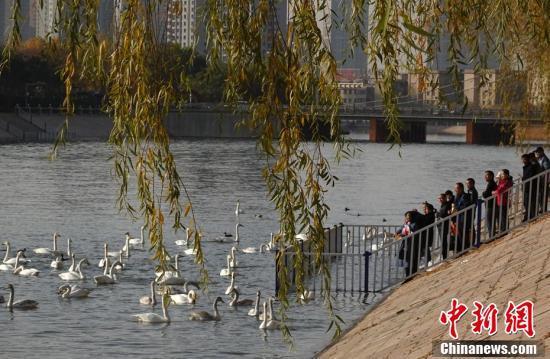 野生天鹅成新疆库尔勒市“常客”吸引游人围观