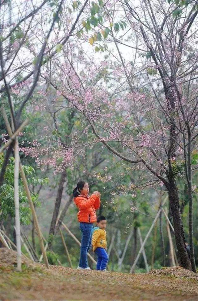 东莞这5个赏樱花圣地，你PICK哪一个？