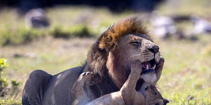 肯尼亚:狮群新领主与前狮王的幼崽亲密玩耍