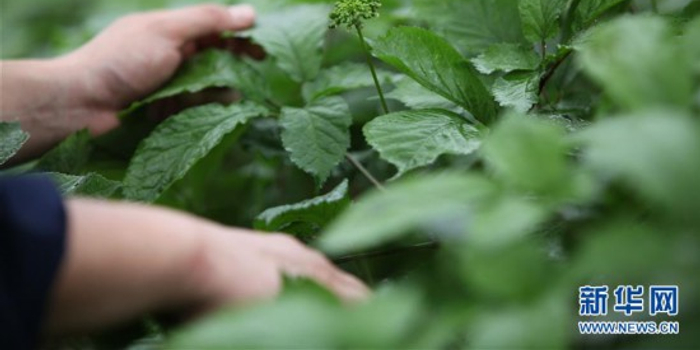 山东文登:西洋参田管忙