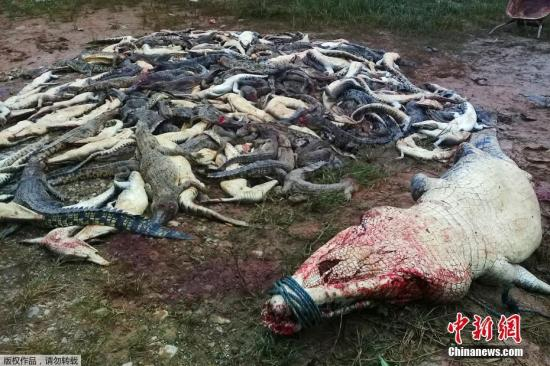 近日,一群村民在印尼西巴布亚省的一个鳄鱼养殖场内杀死了近300只鳄鱼。这次屠杀被认为是为当地一名男子的复仇行动,该男子于不久前被一只鳄鱼杀死。当地官员和警方表示,他们无法阻止袭击,现在可能会就村民的行为提出指控,他们或将面临罚款或监禁。据悉,上周五早上,一位村民在附近一家鳄鱼养殖场的繁殖场所采集蔬菜时被杀。印尼西巴布亚自然资源保护机构的负责人说:“一名员工听到有人尖叫求救,很快就去了那里,看到一只鳄鱼在袭击某人。”在周六的葬礼之后,数百名愤怒的当地人带着刀、铲子、锤子和棍棒来到了鳄鱼养殖场。他们先是袭击了鳄鱼农场的办公室,然后又屠杀了292只爬行动物。另据了解,该农场拥有经营许可证,以培育...