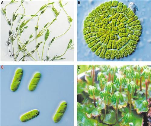 我国科学家发现两个最新单细胞绿藻的基因组