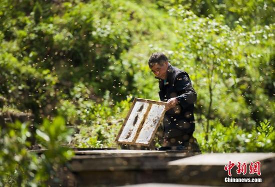 2019京台美丽乡村论坛：加强两岸合作 推动养蜂产业休闲农业发展