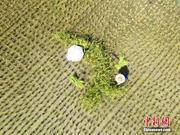 农业农村部谈中国农民丰收节:坚持节俭热烈办节日