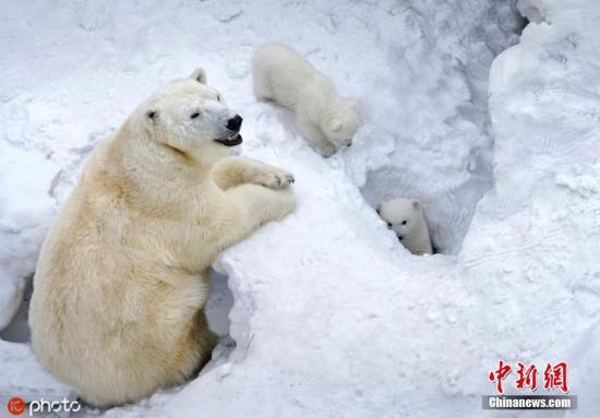 北极熊迷路流浪700公里 南下找食物误闯俄罗斯村庄