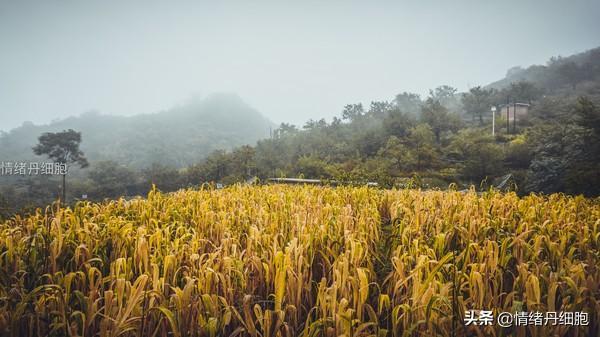 玩转北京房山十月秋色，游红井路、逛南窖古村、采摘大滩乡红肖梨