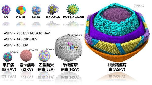 全球首次 中国科学家解析非洲猪瘟病毒全颗粒三维结构