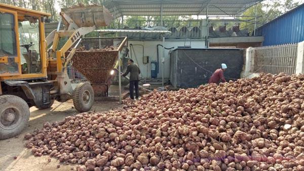 界首市芦村镇红薯成为农民增收的“吉祥三宝”