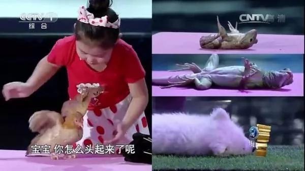 新知问答｜喵星人的“死穴”在哪里？