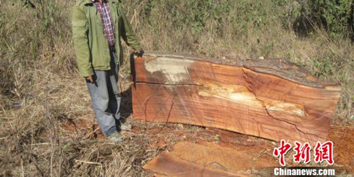 为给老人做棺木 云南两男子砍伐濒危树木被逮