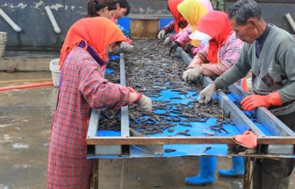 致富经泥鳅_致富经养泥鳅视频播放_致富泥鳅养殖技术