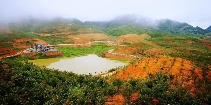 福建寿宁老区村的蜕变:从空壳村到富裕樱花