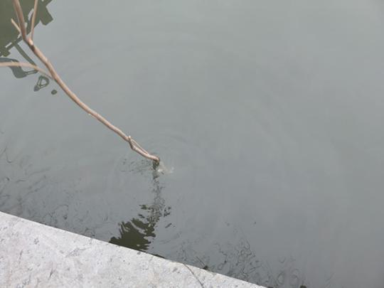2月19日,黄家风用棍子探入出事的河底,水深不足四十公分。