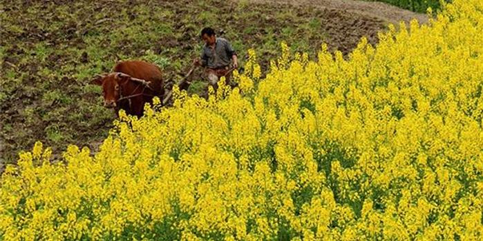 酉阳人口图_酉阳桃花源(2)