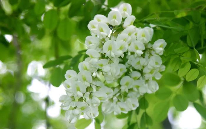 德州“花痴”模式马上开启,周边赏花攻略在此……所有的春天都在这里！