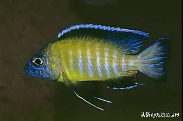 观赏鱼经常生病的原因分析，治病不如防病
