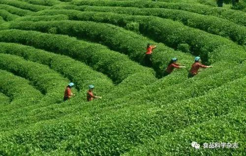 第四届食品科学与人类健康国际研讨会 曾晓雄教授 茶树花多糖的生物活性和对肠道微生物的调节作用