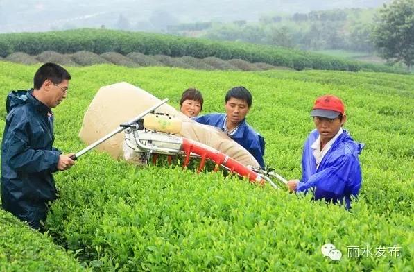 全国首创 丽水大数据茶园种植新模式亩均增收数万元