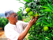 北大教授解读：褚时健背后的企业家精神