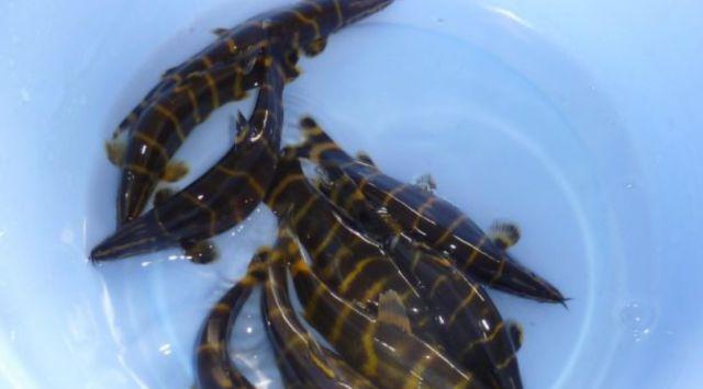 中国原生沙鳅PK东南亚苦力泥鳅，你觉得哪种观赏鱼更美？