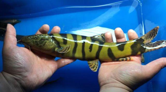 中国原生沙鳅PK东南亚苦力泥鳅，你觉得哪种观赏鱼更美？